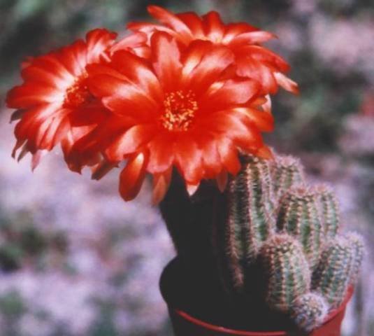 chamaelobivia_cv_sternii